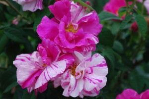 Rosa gallica versicolor 'Rosa Mundi'