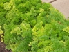 Curly Parsley Late October