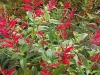 Pineapple Sage Early October