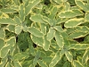 Variegated Sage October