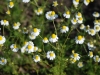 Chamomile Nobile German In Late May