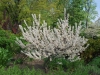 Culinary Beach Plum Tree May