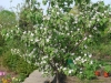 Culinary Flowering Quince