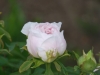 Tree Peony Bud