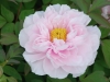 Tree Peony Culinary Early May