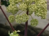 Angelica