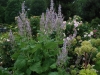 Clary Sage In Mid May