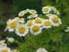 Feverfew
