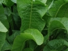 Horseradish Herb Of The Year 2011
