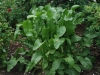 Horseradish Very Lovely Plant In June