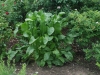 Horseradish