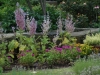 Monarda Clary Sage Late June