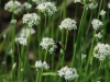 Allium Schoenoprasum Blooms In August