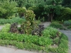 Small Garden Square In Culinary Malabar Spinach