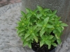 French Basil Marseilles Basil