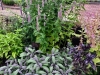 Culinary Garden - Anise Hissop & Purple Sage