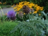 Cardoon, Rubeckia