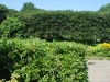 Cockspur Hedge-Summer