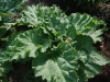 Rubarb