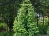Hops