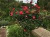 Rose Standards in Fragrance
