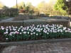 Tulips in Fragrance pale pink