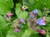 10DSC03437-CPD-Pulmonaria-officinalis-blue-lungwort-with-bee-05-07-2019-copy-2