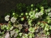 11DSC07913-CPD-Close-up-Liverwort-Medicinal-Plant-in-the-cracks-05-07-2020.jpg-Batch-10-2_8_22-copy-2