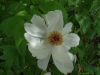 12DSC08040-White-bloom-of-Paeonia-suffruticosa-Tree-Peony-Medicinal-NW-Quad-05-20-2020-copy-2-Copy