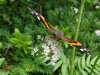 13DSC03690-CPDa-Vanessa-atalanta-Red-Admiral-Butterfly-on-Valeriana-officinalis-garden-valerian-NE-Quad-05-30-2019-copy