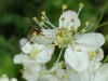 14DSC03672-CPD-Insect-on-Filipendula-vulgaris-dropwort-in-NE-Quad-05-30-2019.JPG-Batch-15-2_8_22-copy-2