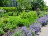 17DSC08187-Medicinal-South-Quads-with-blooming-Sage-border-06-02-2020-copy-Copy