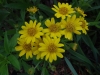 18DSC08129-Blooming-Arnica-chamissonis-Meadow-arnica-SW-Quad-06-01-2020-copy-2-Copy