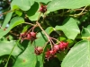 19DSC08177-CPD-Amelanchier-canadensisserviceberry-fruit-06-02-2020.JPg-Batch-11-2_8_22G-copy-2-Copy