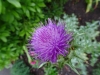 20DSC00679-Close-up-of-first-Silybum-marianum-Milk-Thistle-bloom-of-season-SE-Quad-06-03-2021-copy-Copy