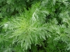 21DSC08317-Artemisia-absinthium-absinthe-Medicinal-SW-Quad-at-Stone-Wall-06-15-2020.JPG-Batch-12-2_8_22-copy-2-Copy
