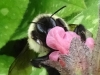 29DSC03447-CPD-Pulmonaria-officinalis-blue-lungwort-with-bee-SW-Quad-05-07-2019