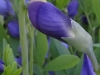 30DSC08124-CPD-Baptisia-australis-Plains-False-Indigo-SE-Quad-06-01-2020