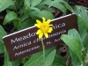 31DSC08519-CPD-Arnica-chamissonis-Meadow-arnica-flower-with-sign-SE-Quad-06-29-2020