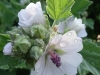 32DSC08635-CPD-Blooming-Malva-moschata-Alba-musk-mallow-SW-Quad-07-06-2020-copy-2
