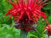 33DSC08461-CPD-Monarda-didyma-Bee-Balm-scarlet-bloom-SW-Quad-06-23-2020