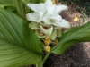 35IMG_20211014_132330-Curcuma-longa-Turmeric-flower-by-KKP-10-14-2021-copy-1