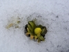 3DSC03000-CPD-ENH-Eranthis-cilicica-Winter-Aconite-Bloom-in-snow-SW-Quad-at-Angle-02-20-2019.jpg-Batch-14-2_8_22-copy