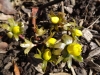 4DSC02497-Eranthis-cilicica-winter-Aconite-03-02-2022-copy-Copy