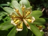 6DSC00340-Close-up-of-Eranthis-cilicica-Winter-Aconite-Seed-Head-04-26-2021-copy-2-Copy