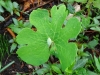 7DSC00209-CPD-Sanguinaria-canadensis-bloodroot-bud-and-leaf-SE-Quad-04-12-2021-copy-2