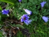 9DSC00235-Close-up-of-Anemone-blanda-Spring-Anemone-aka-Windflower-SE-quad-at-Chamomile-Carpet-edge-04-19-202-copy-2-Copy