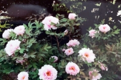 Roses-Garden