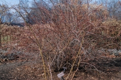 Wingthorn Species Rose