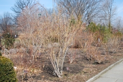 Late March Garden